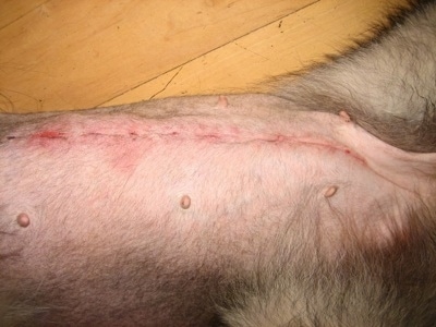 Close up - The stomach of a Shiloh Shepherd after having staples are removed