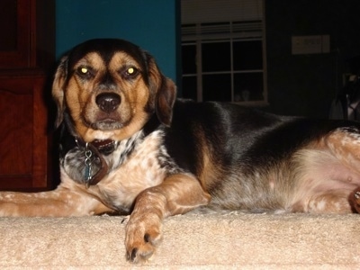 Close Up - Ladi Bird the Bluetick Coonhound laying on a carpet