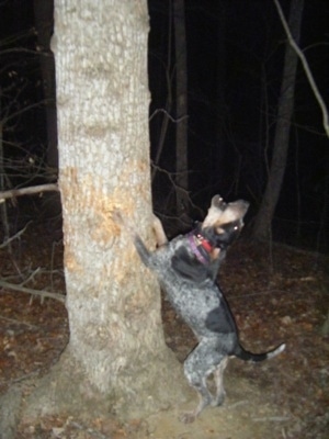 black and tan coonhound treeing