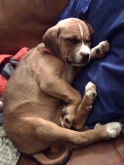 Lollipop the Bogle sleeping on the couch against a pillow