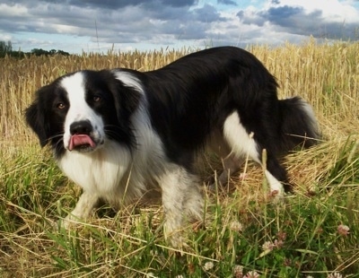 BorderCollieBarneyStalking.jpg