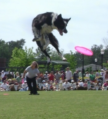 Laura Moretz throwing a frisbee to her dog, a jumping, Ariel Riot the Border Collie is high up in the air focused on the airborne frisbee