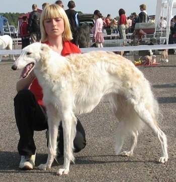 BEZCENNAJA greitoji strele the Borzoi at 1 year old from Lithuania. Owner: H.Kuncevic