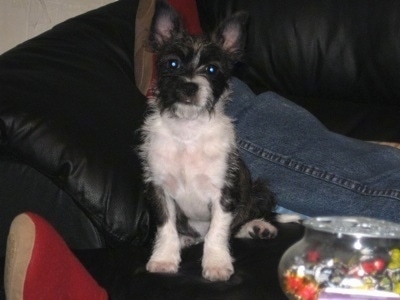 A black with white Bostchon is sitting on a black leather couch in front of a persons leg and it is looking forward.