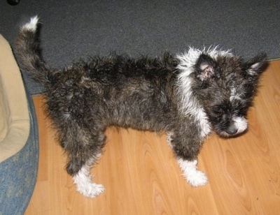 Topdown veiw of the right side of a black with white Bostchon that is standing in front of a rug and a dog bed.