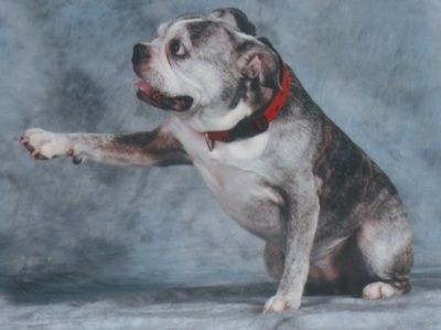 Valentine the graying brown brindle and white English Boston-Bulldog is wearing a red collar and sitting on a backdrop. Vals left paw is extended forward. Its mouth is open and tongue is slightly out