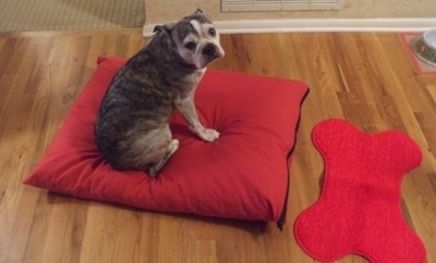 Valentine the graying brown brindle and white English Boston-Bulldog is sitting on a red pillow in front of a red dog bone rug