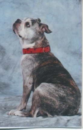 Valentine the graying brown brindle and white English Boston-Bulldog is wearing a red collar with black paws on it sitting against a backdrop and her head is up