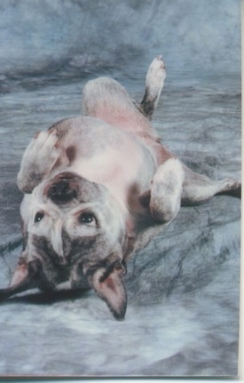 Valentine the graying brown brindle and white English Boston-Bulldog is laying on a backdrop with its belly up