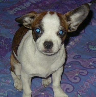 Close Up - A brown with white and black Boston Huahua is sitting on a bed with one ear up, its other ear back and it is looking forward.