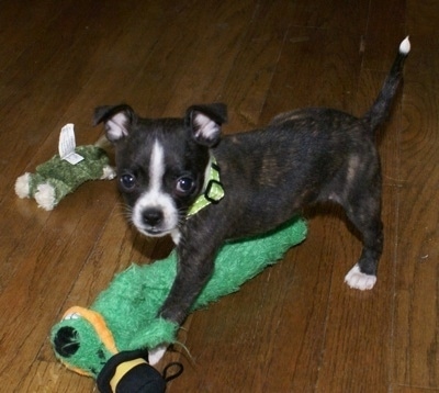 The front left side of a brindle with white Boston Huahua puppy that is standing over top of a plush toy and it is looking forward.