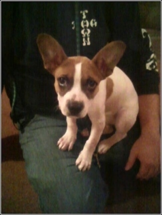 The front left side of a white with brown Boston Chihuahua that is sitting in the lap of a man and it is looking forward.