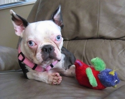 Terrier Breeds on Amelia Is A 4 Year Old Boston Terrier That Was Adopted From The Boston