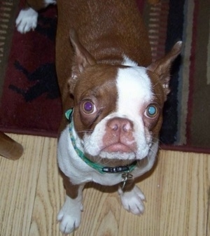 Daisy the Boston Terrier standing on a rug and a hardwood floor looking up at the camera holder