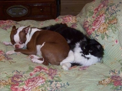 Daisy the Boston Terrier laying on a bed with a black and white long haired cat named Sylvester