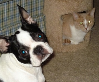 Maya the Boston Terrier sitting next to a couch and looking bat at the camera holder next to Kiko the cat who is peering out of the inside of a scratching post