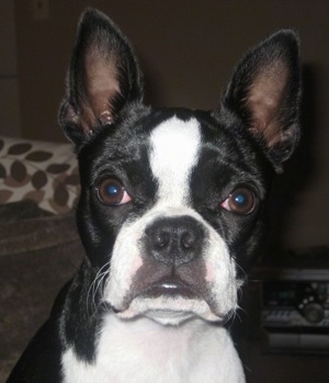 Close Up head shot - Sheeba the Boston Terrier looking at the camera holder