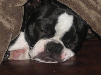 Close Up head shot - Sheeba the Boston Terrier taking a nap under a brown blanket