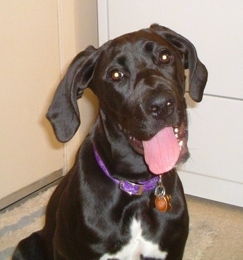 Close up - A black with white Boxapoint is sitting in a kitchen with its mouth open and tongue out.