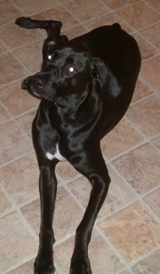 Topdown view of a black with white Boxapoint that is laying on a tiled floor, its head is slightly turned to the left and it is looking up.