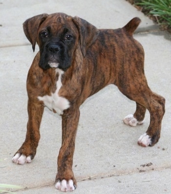 Boxerpuppies Care on Hurley The Boxer Puppy At 4 Months Old  Hurley Looks A Lot Like Bruno