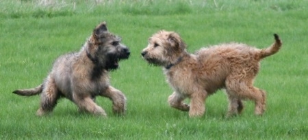 Two Briards running around the grassy yard together