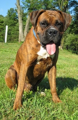 Bruno the Boxer at 1 year 1 month old sitting outside with his tongue out and mouth open