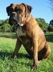 Bruno the Boxer sitting outside