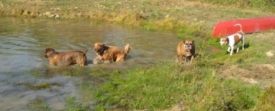 Bruno the Boxer and Rusty the Golden Retriever playing in the pond. Allie the Boxer is coming out of the water Darley the Beagle Mix standing pond side in front of a red row boat