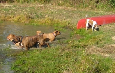 Allie the Boxer, Bruno the Boxer and Rusty the Golden Retriever are in the pond. With Darley the Beagle Mix standing in front of a red canoe
