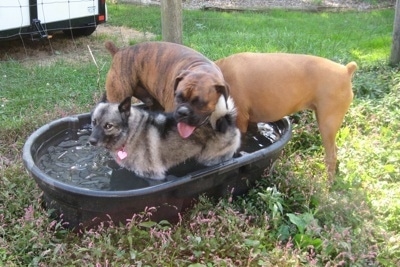 Bruno the Boxer, Tia the Norwegian Elkhound and Allie the Boxer are in a tub full of water together
