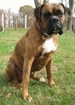 Bruno the Boxer sitting outside with trees in the background