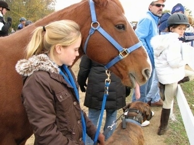 Bruno the Boxer standing with Amie with a horse about to lick Bruno's head