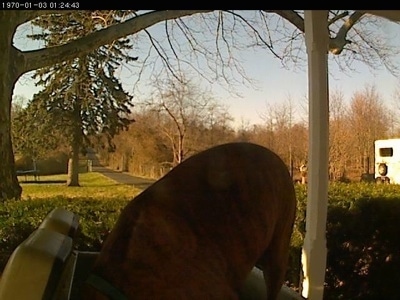 Bruno the Boxer checking out what's in the cart