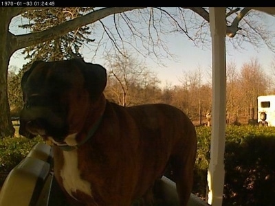 Bruno the Boxer peering into the window from the back of the golf cart