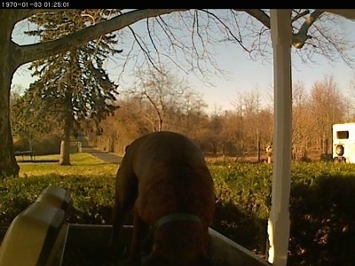 Bruno the Boxer checking out the back of the golf cart. again.