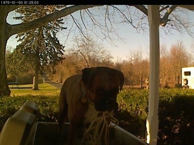 Bruno the Boxer picking up some rope