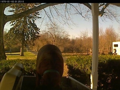 Bruno the Boxer checking out the back of the golf cart. again. again.