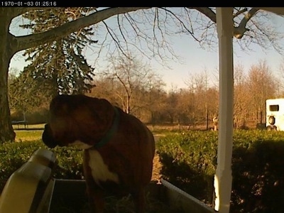 Bruno the Boxer standing in a golf cart, looking behind him