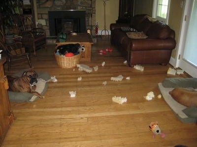 Bruno the Boxer laying across from Allie the Boxer with a chewed up dog bed everywhere