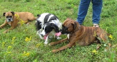 Allie the Boxer and Bruno the Boxer laying in the lawn. Darci the English Springer Spaniel begins to walk away