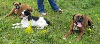 Allie the Boxer, Darci the English Springer Spaniel and Bruno the Boxer laying in the lawn with there tongues out