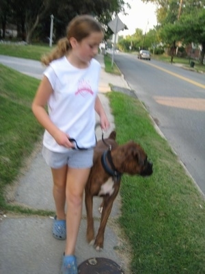 Sara walking Bruno the Boxer down the sidewalk. Bruno is looking across the street