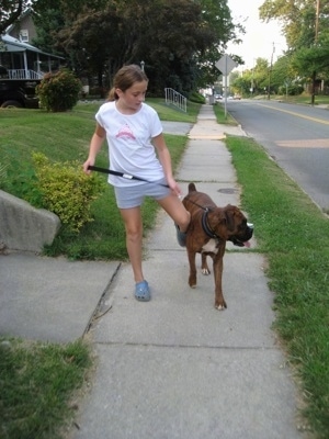 Sara bops Bruno the Boxer to get his attention