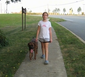 Sara walking Bruno the Boxer down a sidewalk