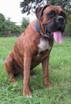 Bruno the Boxer sitting outside with his tongue out