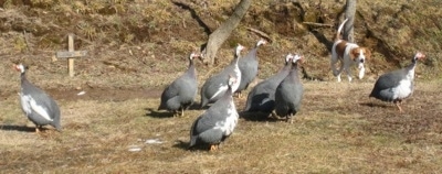 Guinea Fowl walking around and Darley the Beagle Mix stalking