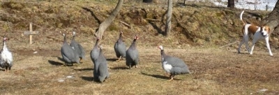 Darley the Beagle mix walking near Guinea Fowl