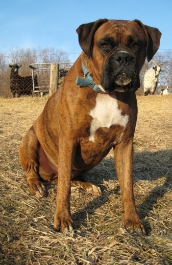 Bruno the Boxer sitting outside with goats behind him