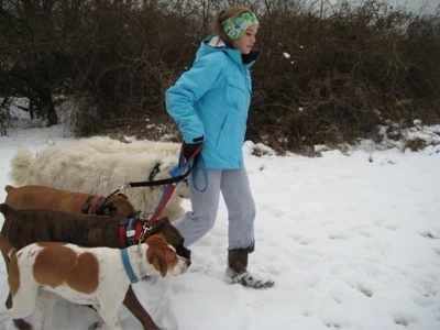 Amie walking Five dogs in snow